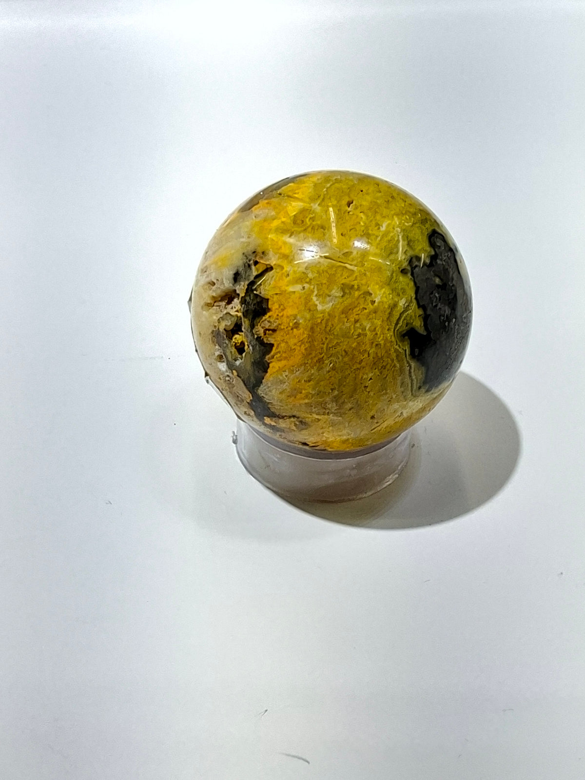 Bumblebee Jasper