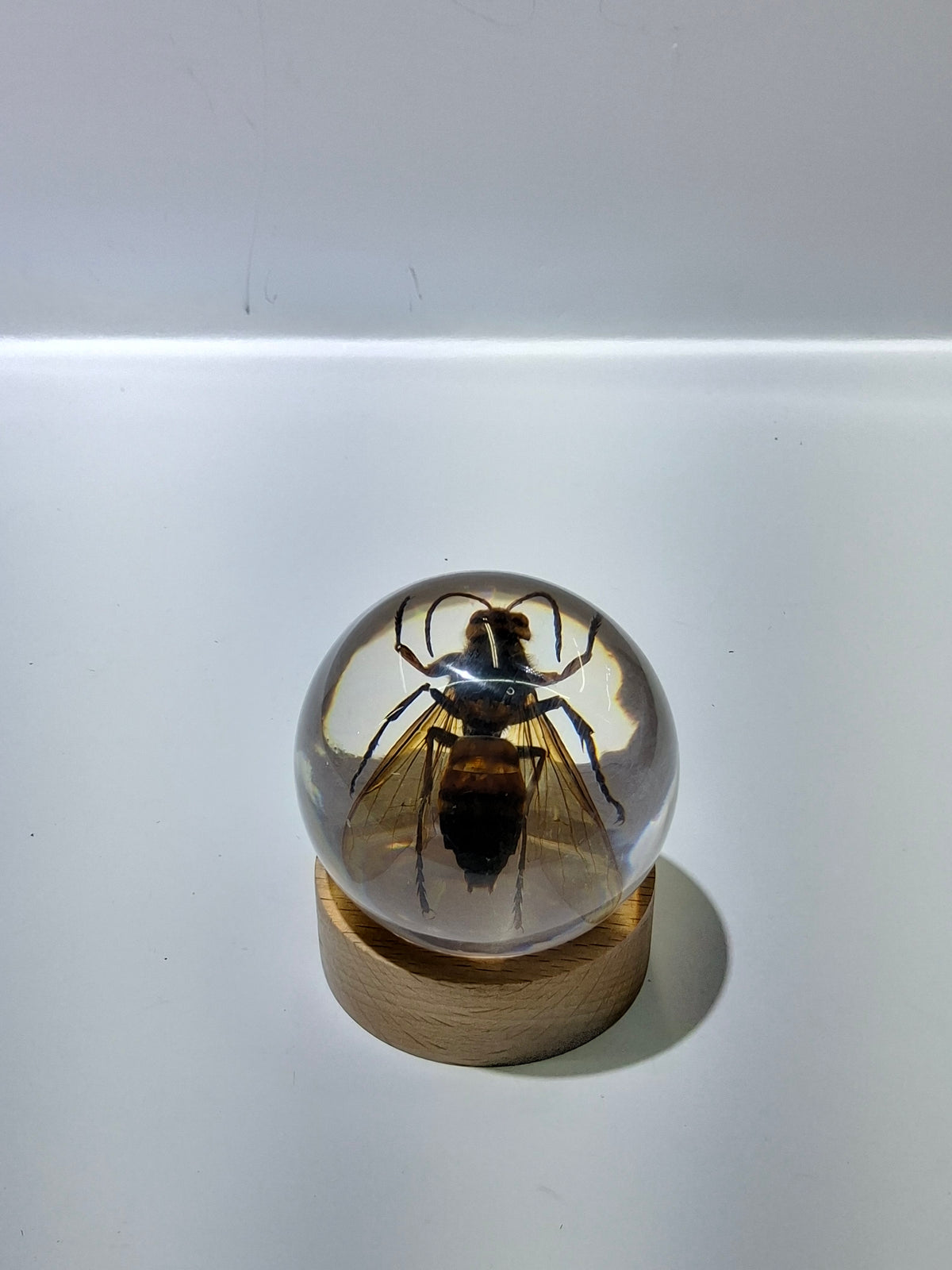 Wasp Globe
