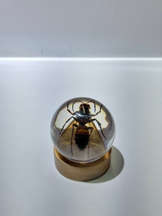 Wasp Globe
