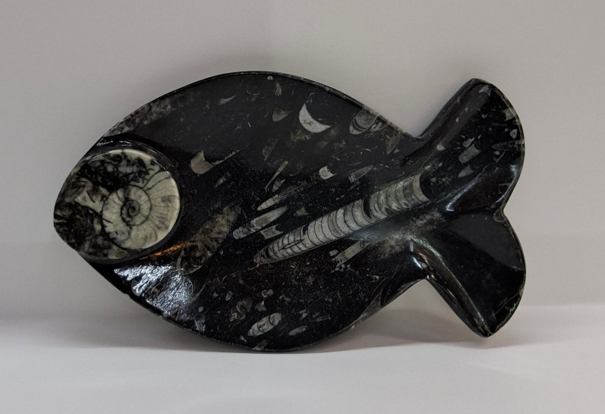 AMMONITE FISH DISH