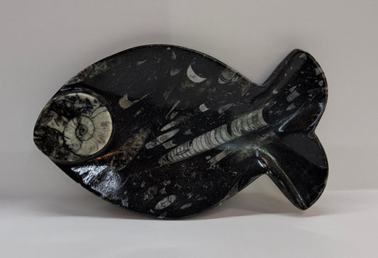 AMMONITE FISH DISH