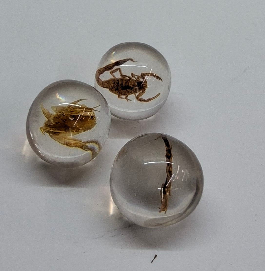 BUG MARBLES